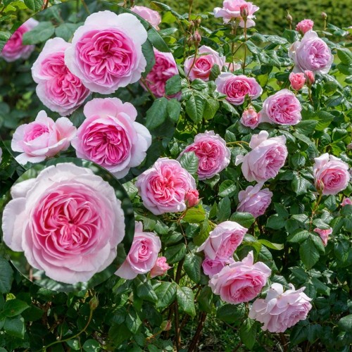 Rosa 'The Ancient Mariner' - Roos 'The Ancient Mariner' C4/4L